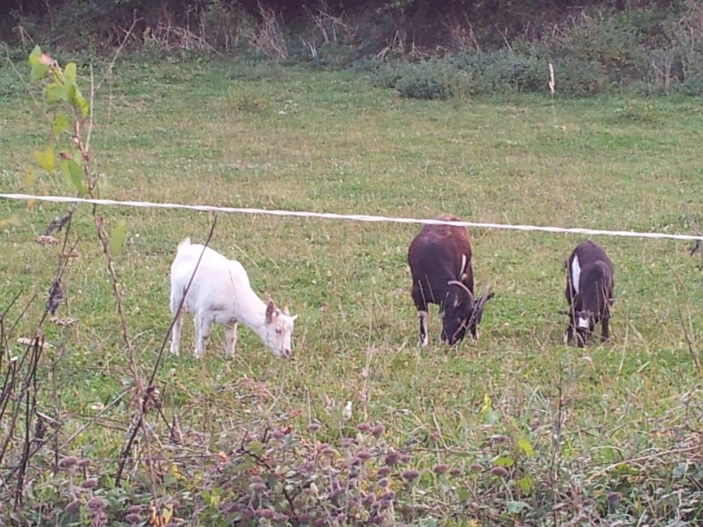 Cabras Pastando